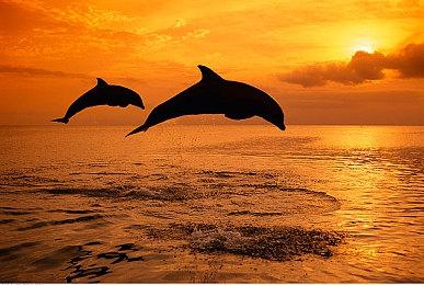 《皮克敏4》使用虚幻引擎开发支持双人分屏