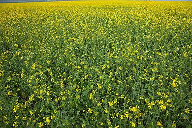 一狼一鹿暴雪求生童话《白之旅》发布剧情预告